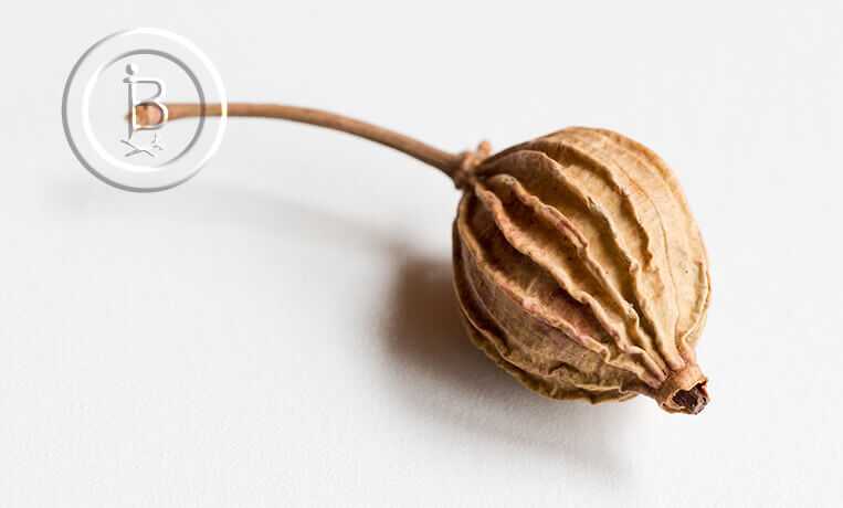 Симптомы геморроя — выпадение геморроидальных узлов