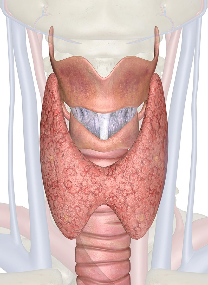 Что определяет УЗИ щитовидной железы